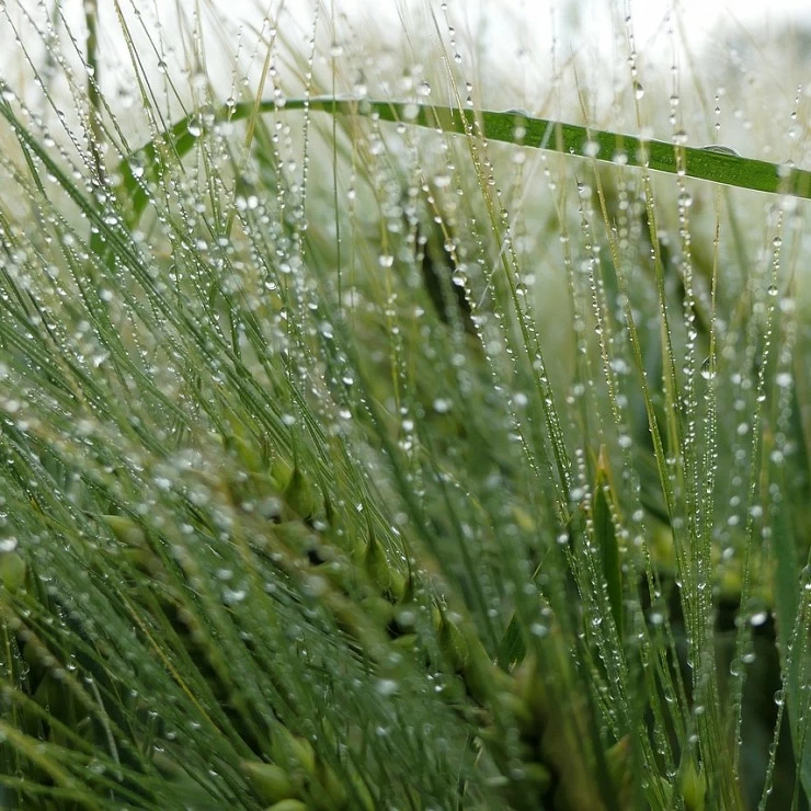 Las lluvias en León frenan las cosechas de Maíz