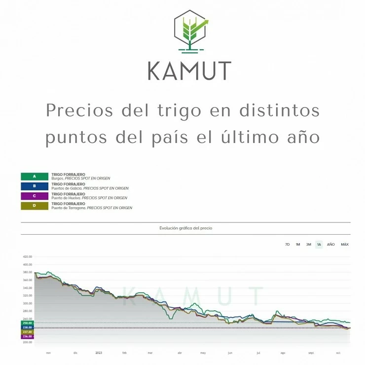 Siguen cayendo los precios del trigo semana a semana