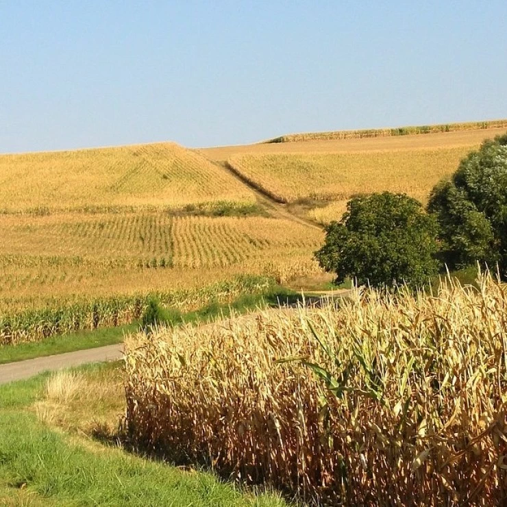 17/05 Francia prevé un descenso en las superficies sembradas de cereales.