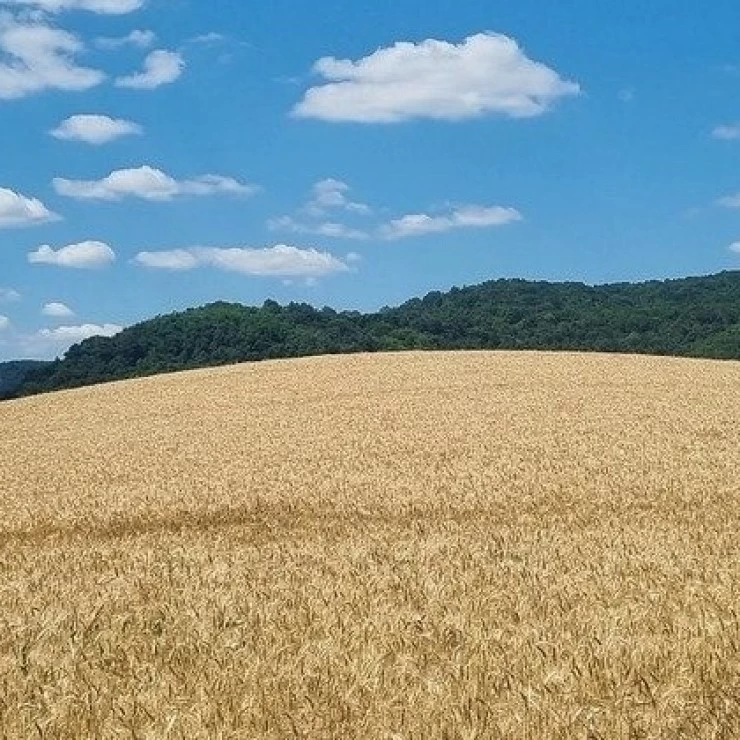 Semana plana en los mercados de cereal en nuestro país.