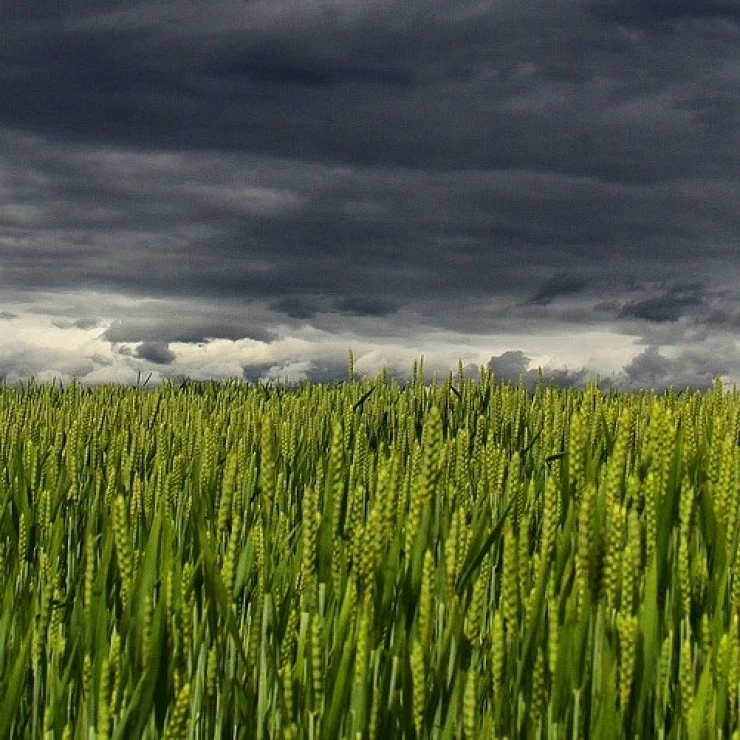 La situación climática en España sigue dañando al sector agrario. La tormenta perfecta.