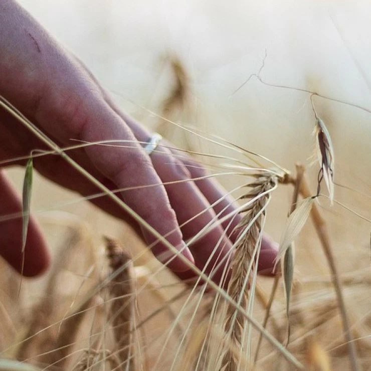 Según la FAO los precios de los alimentos siguieron bajando en Junio