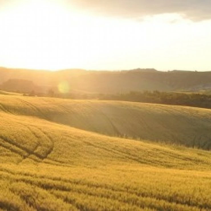 Datos del Mercado mundial de cereales de la FAO.