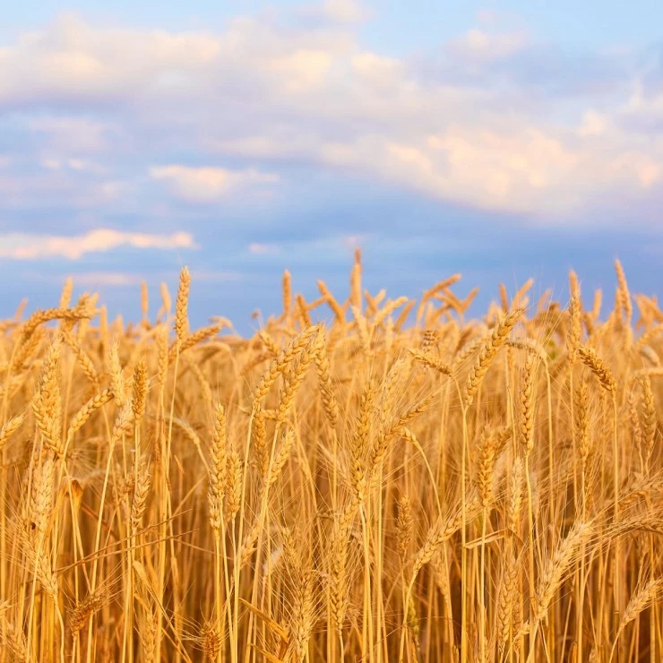 Estimación de producción de cereales del Consejo Internacional de Cereales para el 2023.