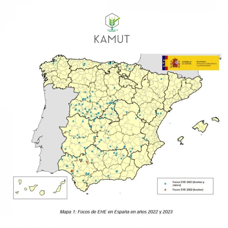 La EHE está causando estragos en las ganaderías de nuestro país.