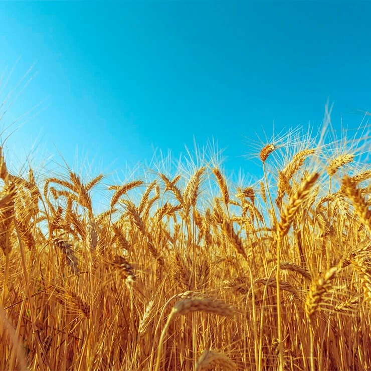 La producción mundial de cereales alcanza un récord en 2023.