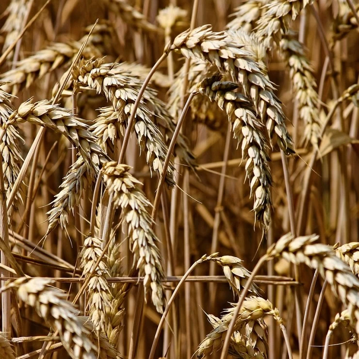 Desciende el índice de precios de los cereales según la FAO en Abril.