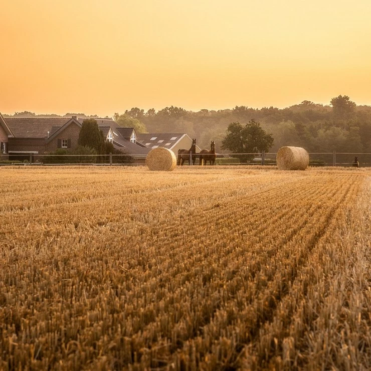 LA UE no ampliará la prohibición de importar grano Ucraniano a sus países colindantes.