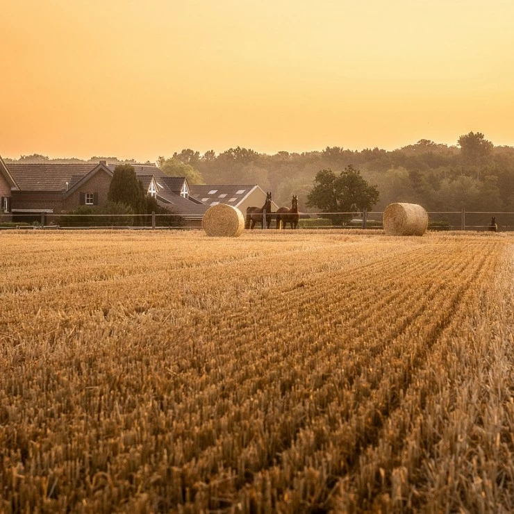 LA UE no ampliará la prohibición de importar grano Ucraniano a sus países colindantes.