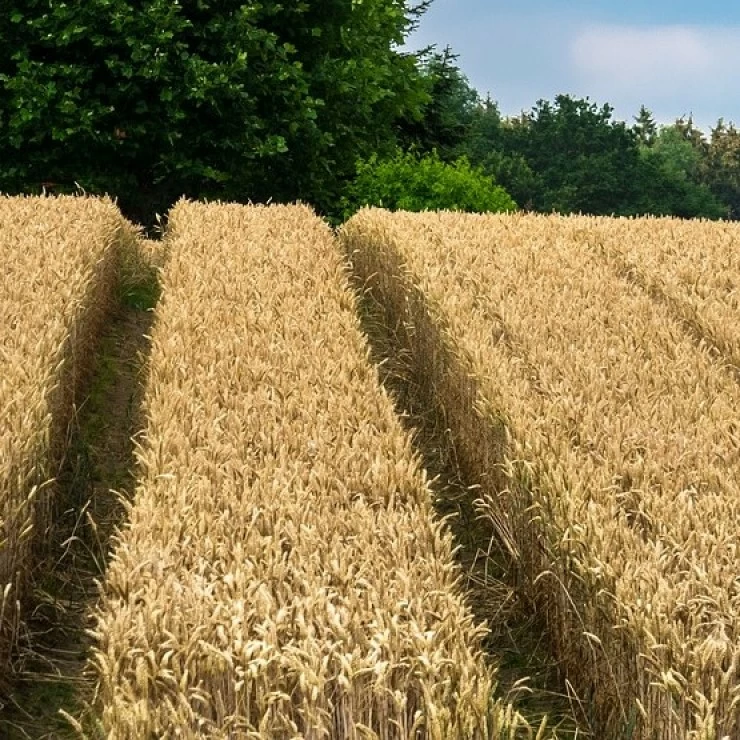 La gran cosecha de trigo Ruso sigue marcando precios a la baja esta semana.