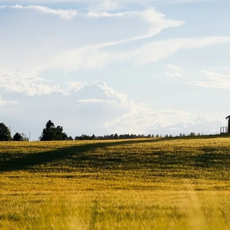 Copa-Cogeca prevé un aumento de producción de cereales y oleaginosas este 2023 en Europa.